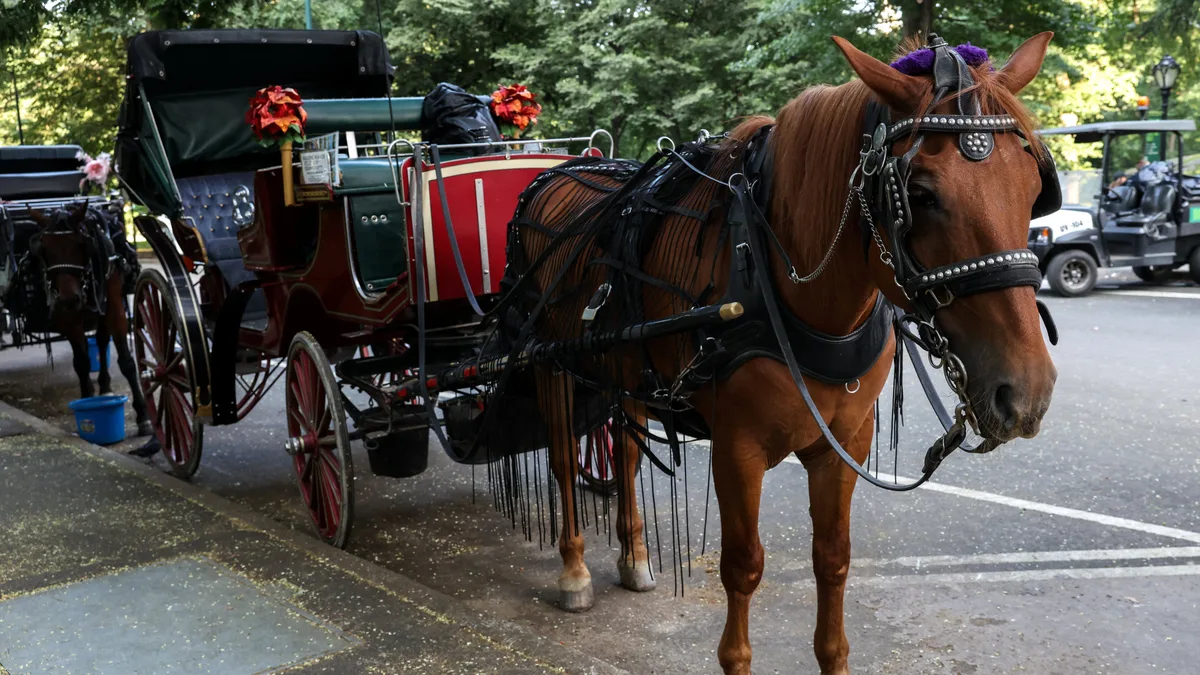 Nueva York prohibirá las carrozas de caballos en Central Park a partir de 2028 tras la muerte de un turista