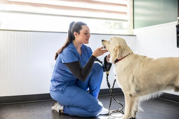 11 new vet rule changes 'in force' from Tuesday including £21 price cap for dog and cat owners