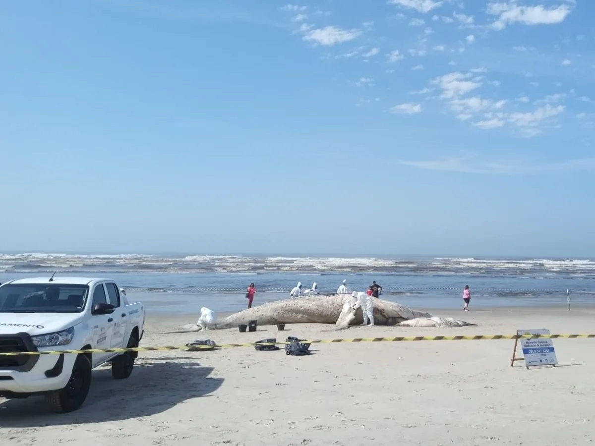 Baleia-jubarte de 10,7 metros é encontrada morta no litoral de SP; biólogo alerta para riscos