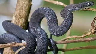 Descubren en Etiopía una nueva especie de serpiente que se alimenta de huevos