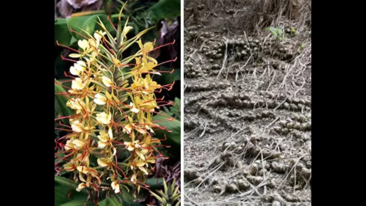 Hawaii’s seven-foot Himalayan ginger now threatens native forests decades after its introduction
