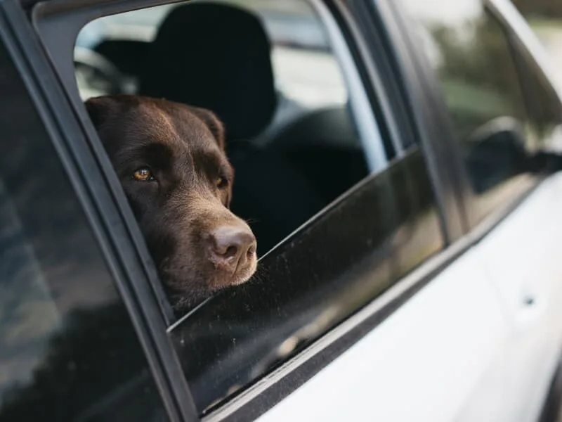 Suspensão de CNH para quem abandonar animais em rodovia vai ao Senado