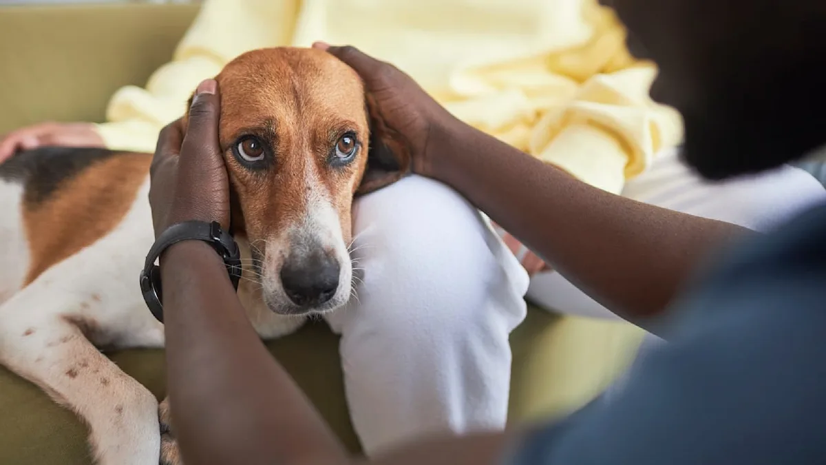 Hippelig und hyperaktiv - Können Hunde auch ADHS haben?