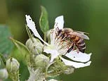 Scientists urge British gardeners to let weeds grow this summer - to help feed struggling honeybees