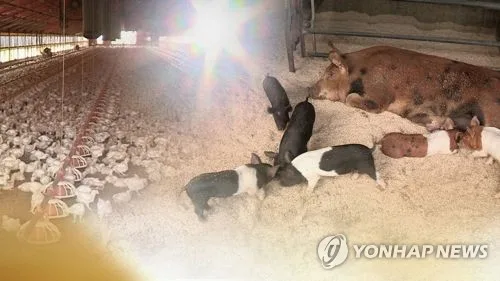 제주 양돈장 20곳 돼지 소모성질병 검사