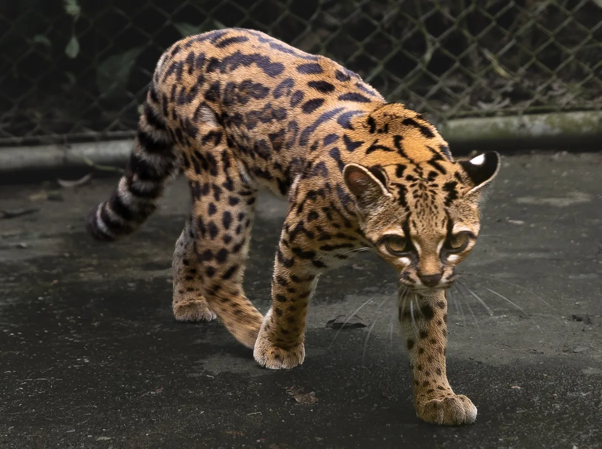 Como cientista brasileiro descobriu uma nova espécie de felino na Bolívia