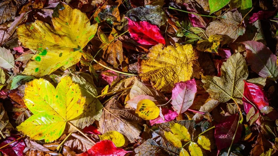 Schattenseiten des Herbstes: Nasses Laub als Rutschfalle: Was vor Stürzen schützt