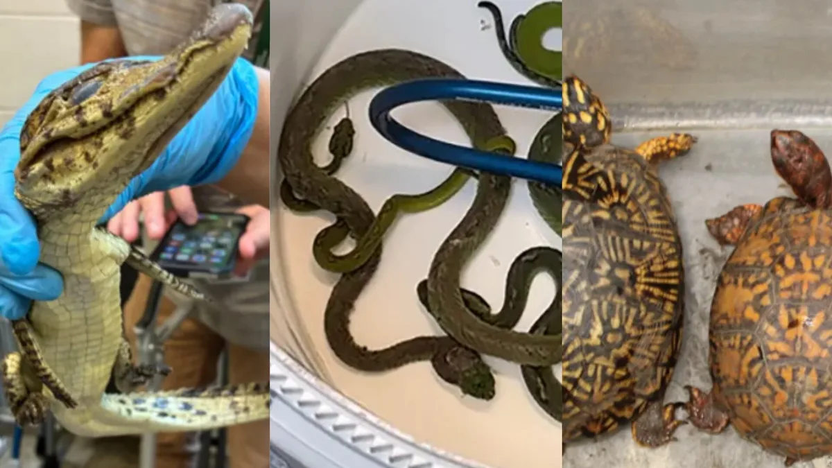 Hallan 69 animales vivos ocultos en un auto y destapan una causa por tráfico en la frontera entre México y Estados Unidos