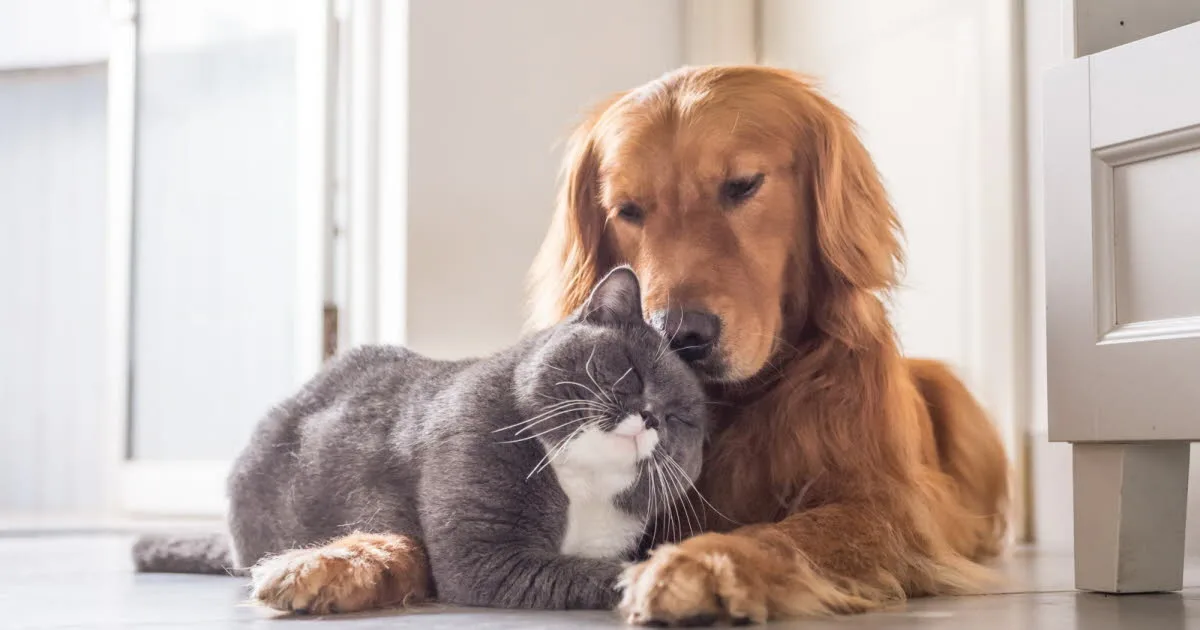 Vos animaux. Exclusions, franchise, délai de carence : faut-il assurer son animal... et à quel prix ?