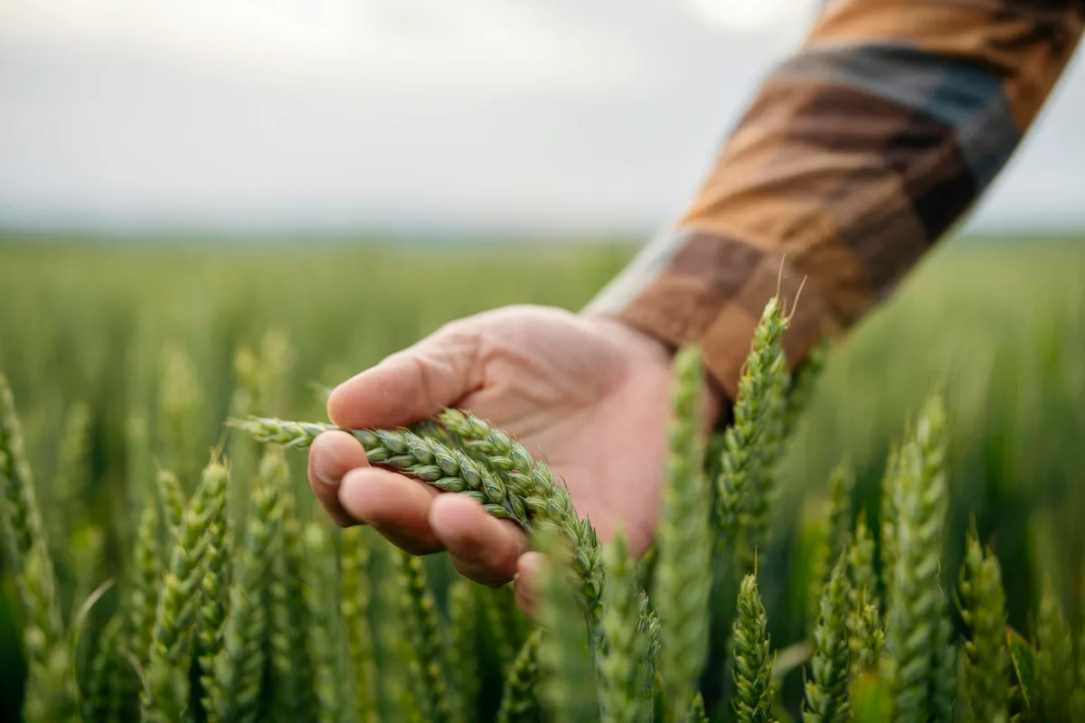 From war to weather, Australian farmers are planting spring crops in an uncertain world