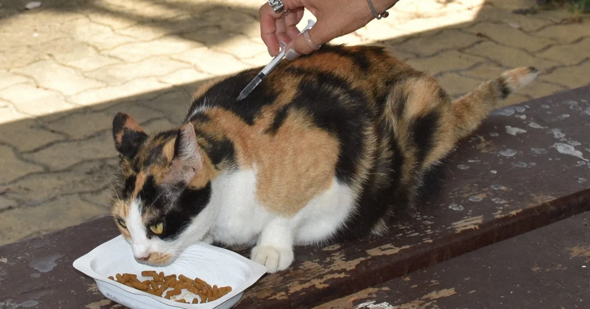 致死率6割、猫で急増「SFTS」 人にも及ぶ脅威、どう防ぐ？