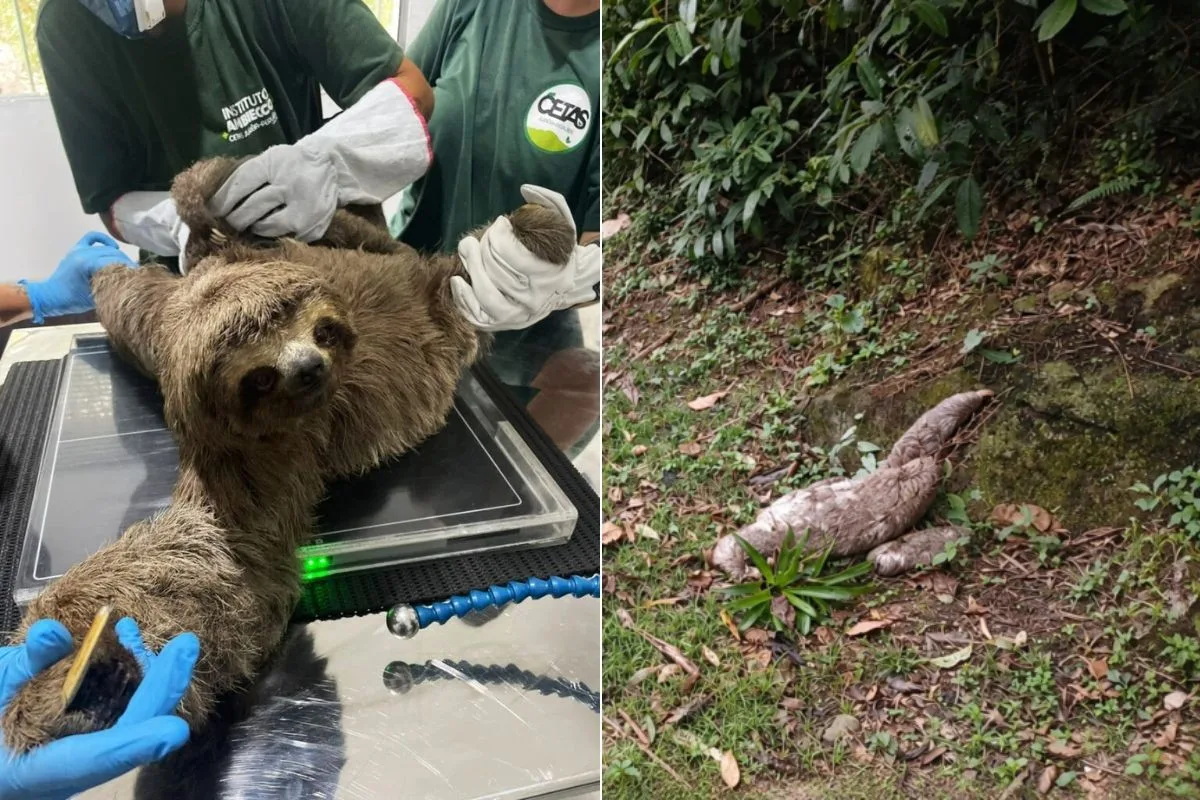 Bicho-preguiça é resgatado com filhote nas costas em rodovia no interior de SP