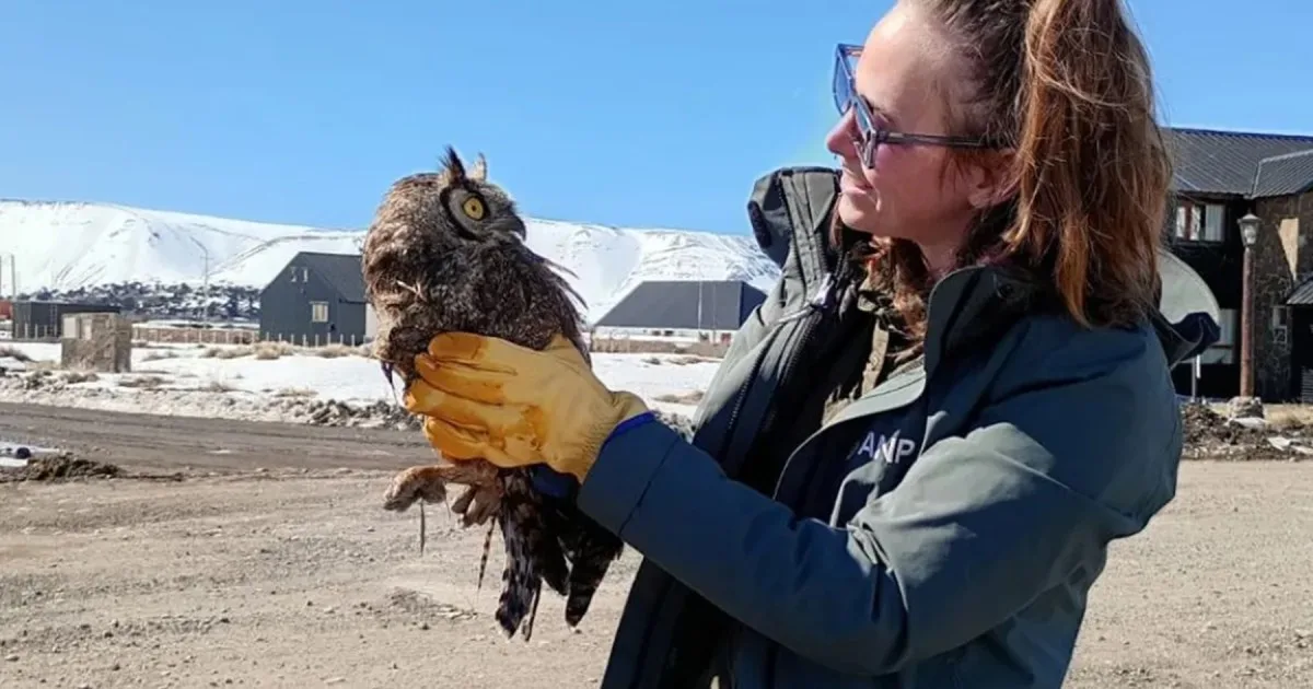 Apareció semisumergido en un arroyo de Caviahue y el gesto de un vecino le salvó la vida