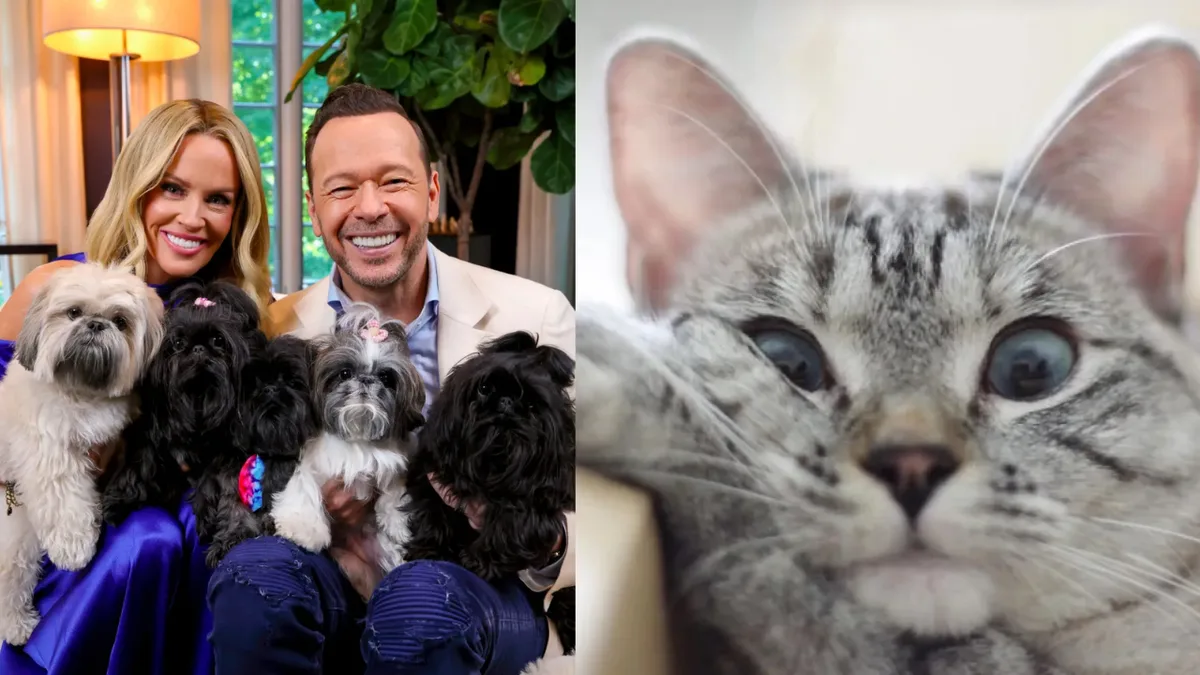 Jenny McCarthy co-hosted a pet contest; raised $8 million for 25-acre centre