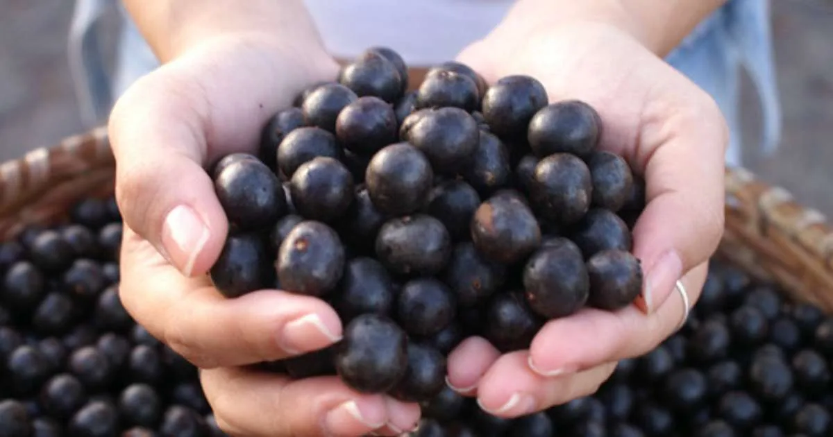 Açaí: origem, benefícios e curiosidades do fruto amazônico