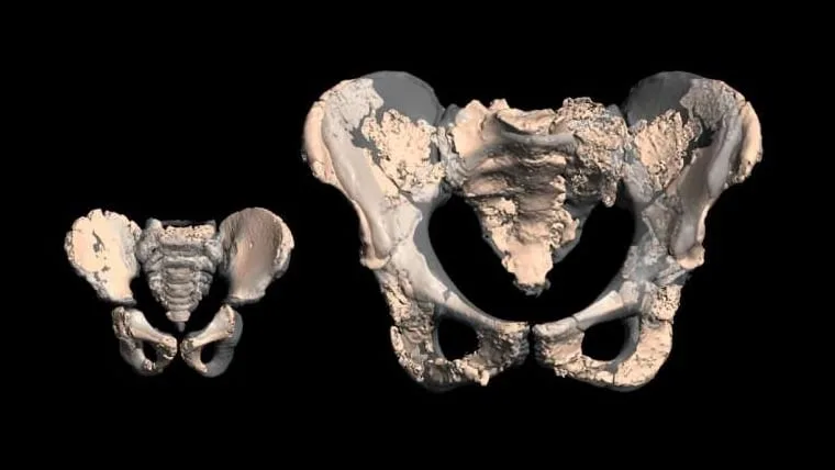 Un estudio sobre neandertales cuestiona la teoría clásica sobre el parto y la marcha bípeda