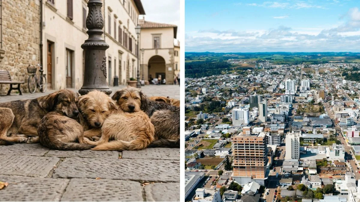 VÍDEO: Supostos servidores são indiciados após 5 cães comunitários serem levados em carro da prefeitura e abandonados em cidades diferentes de SC