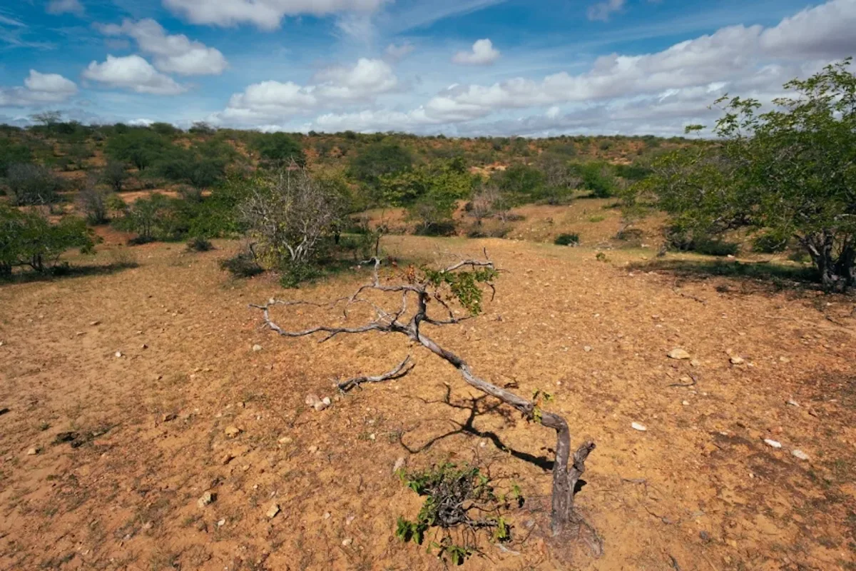 COP17 herda desafios de financiar combate à desertificação