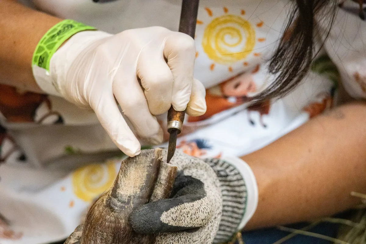 Javalis-africanos recebem ‘dia de beleza’ com casqueamento e check-up veterinário no Zoo SP