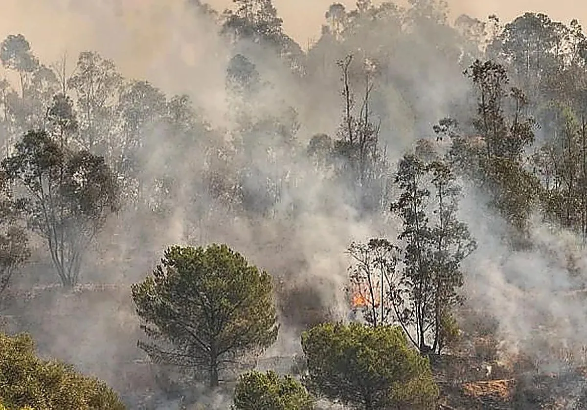 Andalucía declara la 'guerra' al eucalipto tras reducir más de 117.000 hectáreas en cuatro décadas