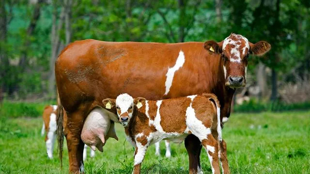 Tierischer Nachwuchs: Wem gehört das Kalb? Nachbarn streiten um Neugeborenes