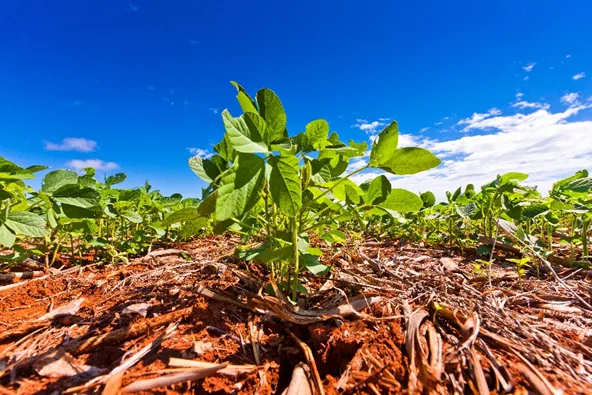 Ministério da Agricultura anuncia prioridade para regulamentação dos bioinsumos