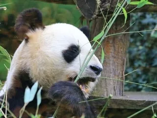 Les deux derniers pandas hébergés en France quitteront le Zoo de Beauval pour la Chine le 17 décembre