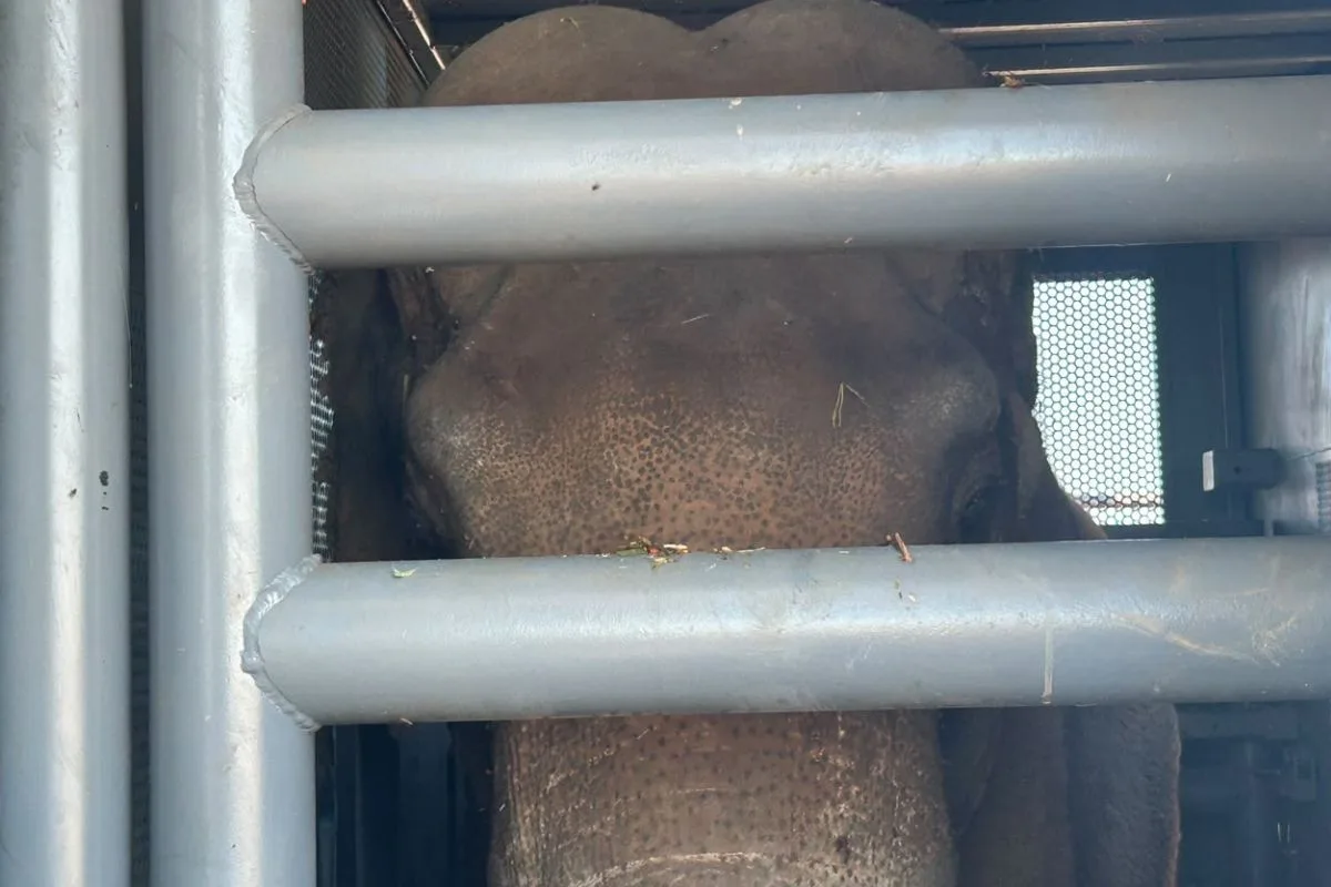 Elefante Sandro viaja com ar-condicionado, 700 kg de comida picada e cuidados especiais rumo a santuário