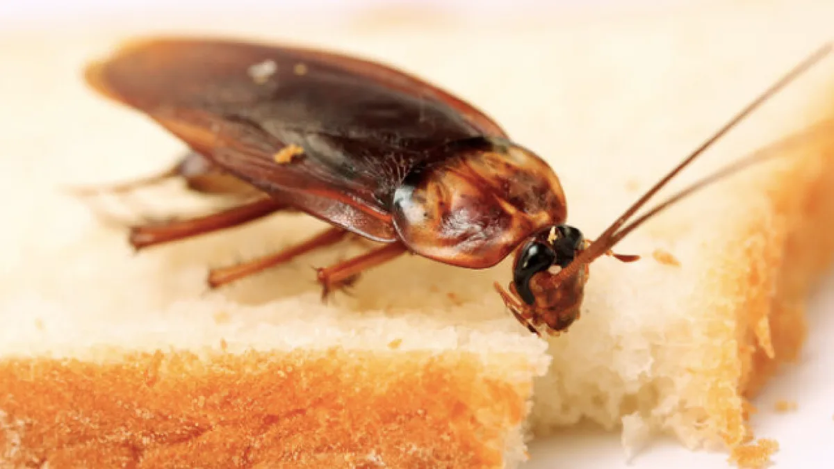 Cómo evitar que las cucarachas se instalen en tu cocina