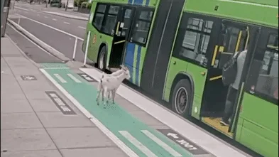 Two billy goats boarded a bus in Portland. They did not have tickets