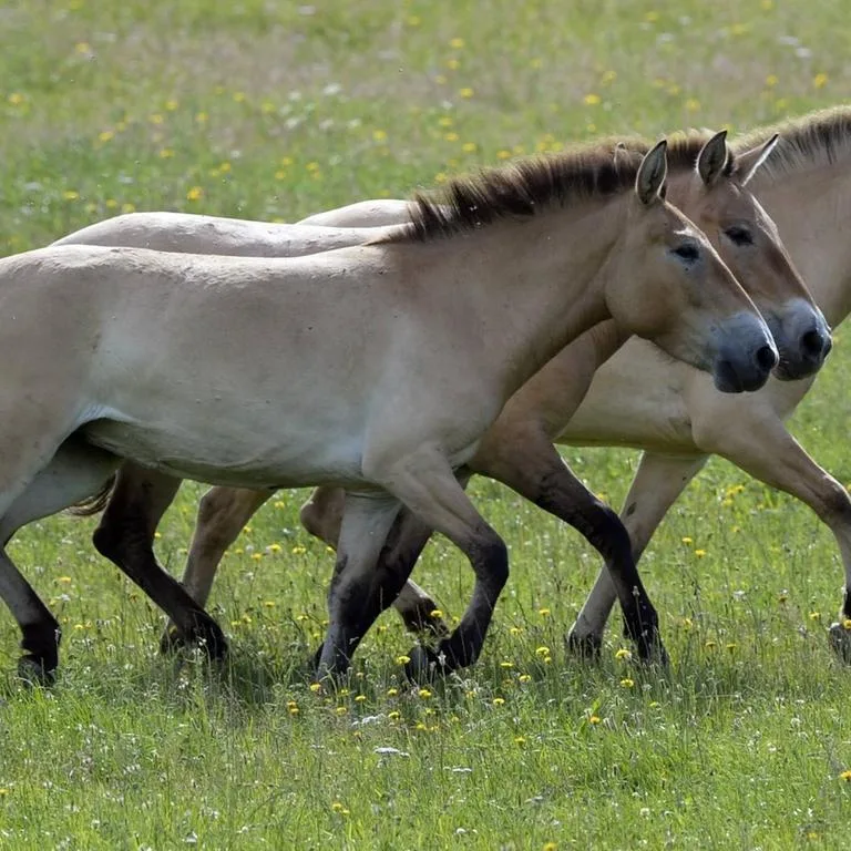 Auswilderungsprojekt - Erste Przewalski-Fohlen in Kasachstan geboren