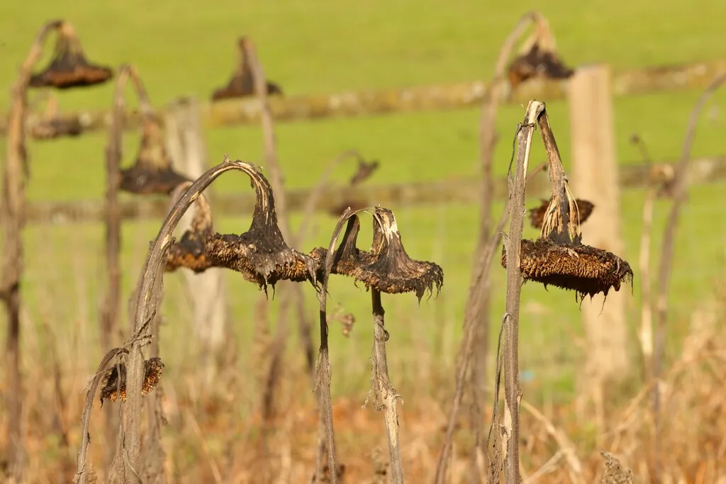 Un agricultor confió en los consejos de la IA para cuidar su siembra. El resultado: perdió 10 hectáreas de cultivo en una sola noche