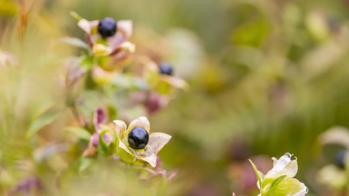 Giftige Gewächse - Diese Herbstfrüchte sollten Sie besser nicht anrühren