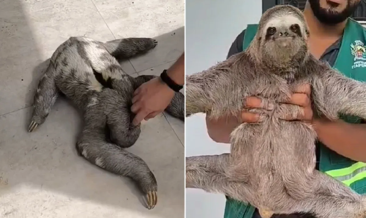 Preguiça é resgatada às margens de estrada e devolvida à natureza em Itaperuna