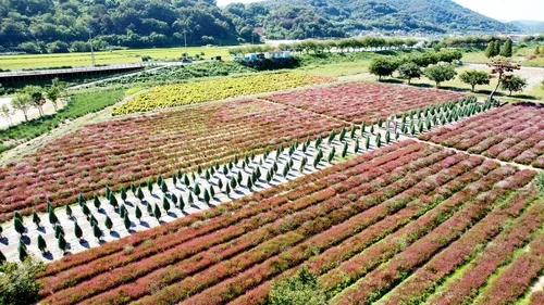 남강변 물들이는 핑크뮬리·코스모스…의령 꽃축제 27일 개막