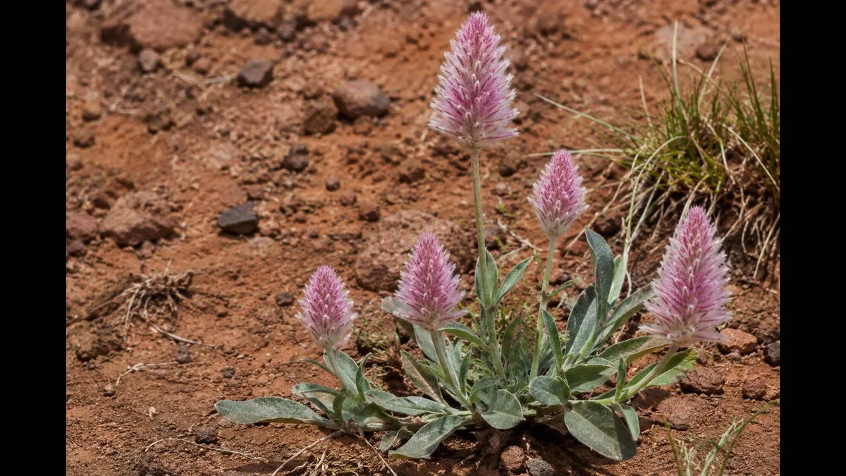 Rare Australian plant missing since 1967 found alive in Queensland
