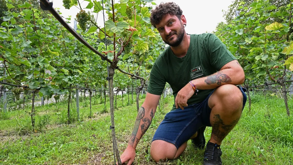 Winzer in der Großstadt: Weinanbau in Berlin: Warum Trockenheit ein Vorteil ist