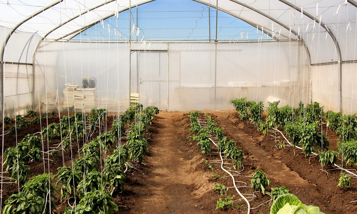 Agri Entrepreneurship: Reiger Park school empowers young women to break agricultural stereotypes