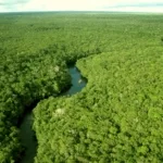 Amazônia à beira do colapso: por que a Moratória da Soja deveria ser retomada