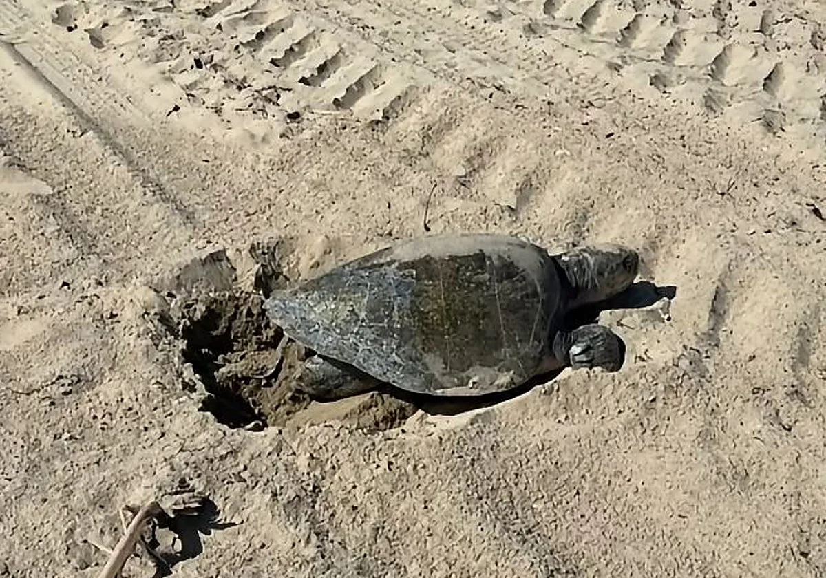 Descubren tortugas de aguas tropicales poniendo huevos en la costa oeste de EE.UU.