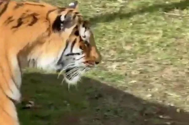 Zoo visitors' desperate bid to distract tiger as man 'dragged by neck' and killed