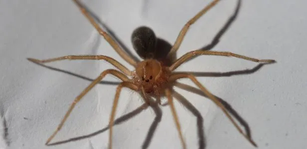 5 pontos da sua casa que podem abrigar aranhas-marrons sem você perceber