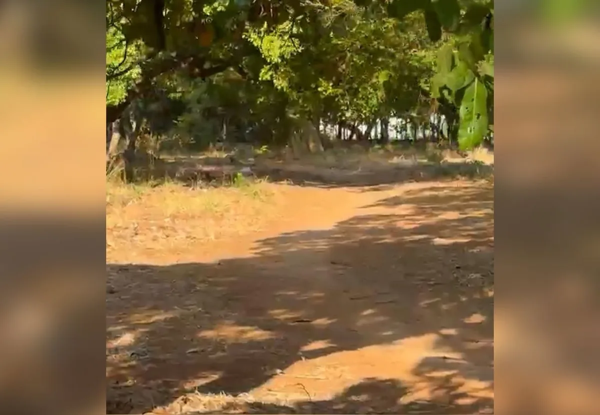 Mulher esfaqueada ao reagir a tentativa de estupro ficou em cirurgia por 6 horas, diz sobrinha