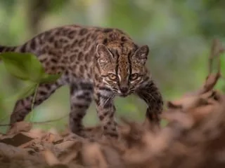 Une nouvelle espèce de chat sauvage découverte en Bolivie, une première depuis un siècle