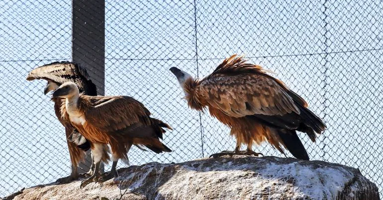 1.180 animais selvagens recebidos em centros de recuperação