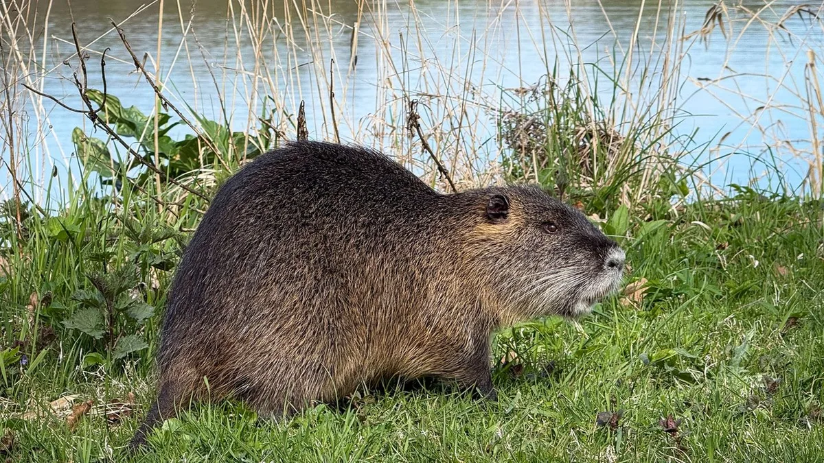 Jagdstatistik: Hamburgs Jagdbilanz: Deutlich mehr Nutrias erlegt