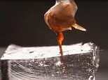 Horrifying video reveals what really happens when a bee stings you: Tiny detached stinger keeps drilling into flesh and pumping venom