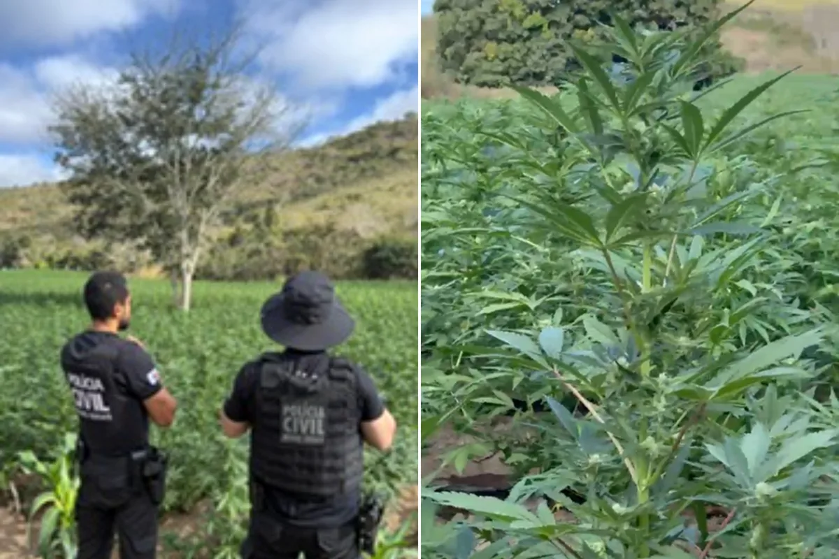 Polícia descobre plantação com 40 mil pés de maconha em fazenda de MG