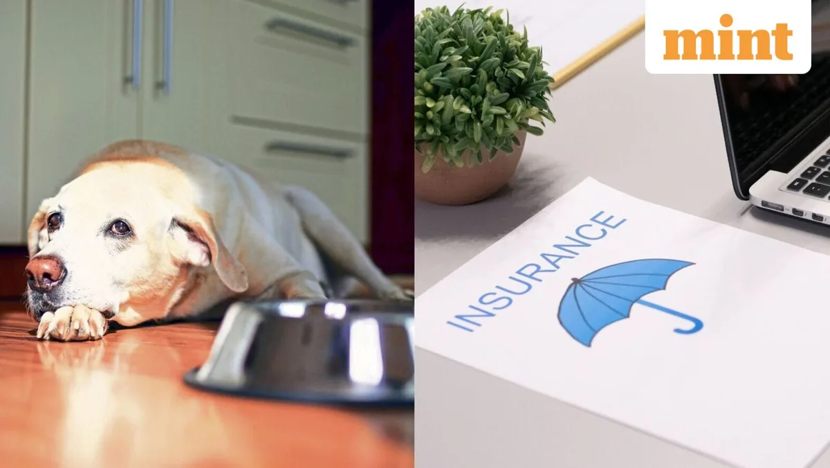 Looking to buy pet insurance? Here's all you need to check before finalising a policy