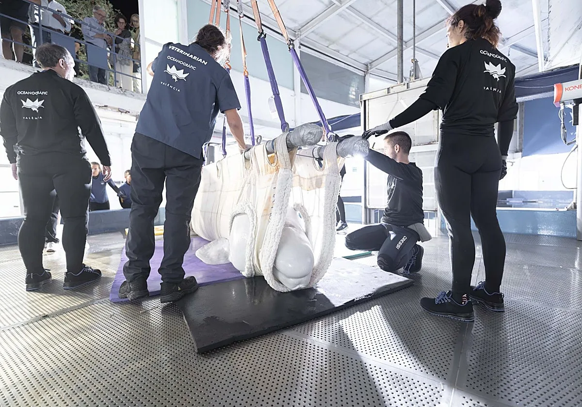 Una segunda vida en Valencia para salvar de la eutanasia a belugas y delfines